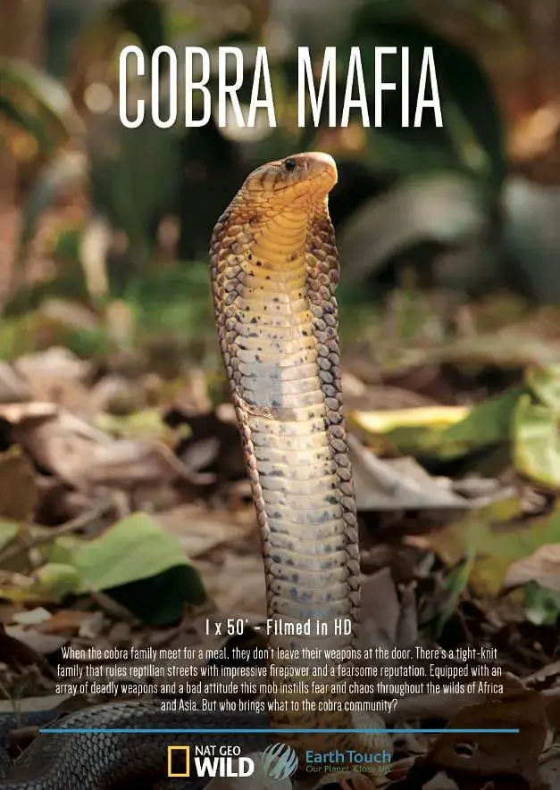 《眼镜蛇黑手党》：街头格斗的血腥史诗，暴力美学下的生存游戏